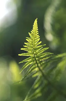 Summer Nature Photography Stampe: Fern