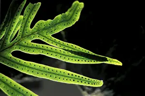 Colorful Leaf Structure Stampe: Fern