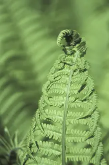Variegated Leaf Patterns Stampe: Fern