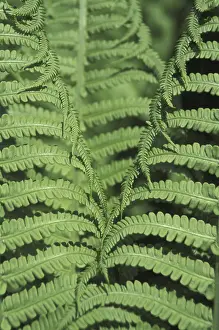 Green Leaf Structure Stampe: Fern