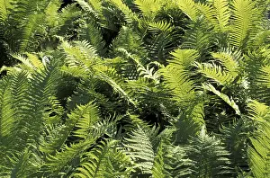 Multi Colored Plants Stampe: Fern