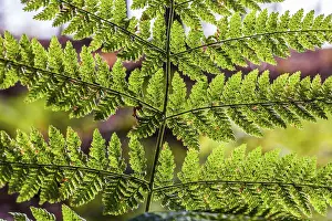 Coniferous Forest Landscape Stampe: Fern