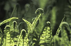 Spring Nature Photography Stampe: Fern leaf