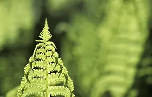 Aesthetic Macro Photography Stampe: Fern leaf