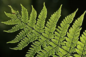 Backlit Fern Stampe: Fern - leaf