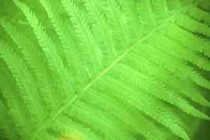 Green Ferns Stampe: Fern leaf