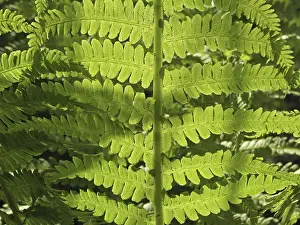 Nature Plant Photography Stampe: Fern leaf in light