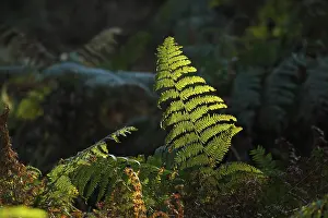 Nature Plant Life Stampe: Ferns against the light