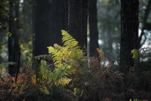 Deserted Outdoor Scenes Stampe: Ferns against the light