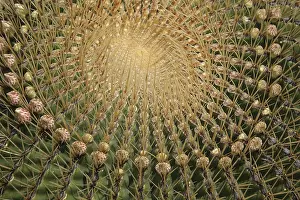 Ferocactus Histrix Stampe: Ferocactus histrix