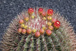 Succulent Plant Photography Stampe: Ferocactus histrix