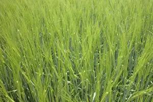 Farm Field Landscape Stampe: Field