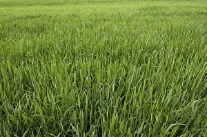 Agricultural Farming Practices Stampe: Field