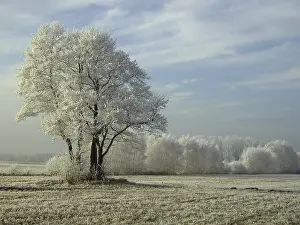 Hoarfrost Patterns Stampe: Field