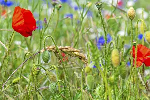 Red Poppy Flowers Stampe: The field