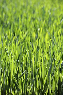 Springtime Agricultural Crop Stampe: Field of corn in spring, background, texture