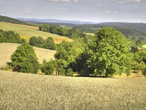 Odenwald Forest Scenery Stampe: Field, fields, grain, cornfield