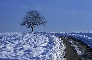 Deserted Country Lane Stampe: Field path with bare tree in winter