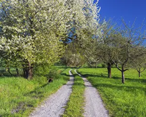 Fruit Tree In Bloom Stampe: Field path with blooming cherry tree