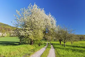 Cherry Tree Inflorescence Stampe: Field path with blooming cherry tree