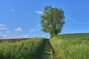 Springtime In Bavaria Germany Stampe: Field path with cherry tree in spring