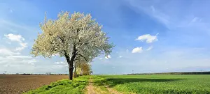 Central Europe Panorama Shot Stampe: Field path through fields in spring