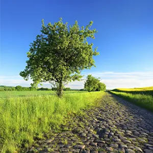 Central Europe Countryside View Stampe: Field path with fruit trees through green fields in spring