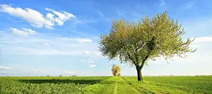 Deciduous Tree In Bloom Stampe: Field path through green fields