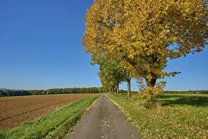 Maple Trees In Autumn Stampe: Field path, maple tree, tree row