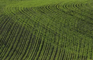 Deserted Farmland Photography Stampe: Field in spring time