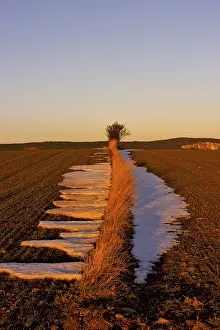 Snow Covered Farmland Stampe: Fields in the evening light, St