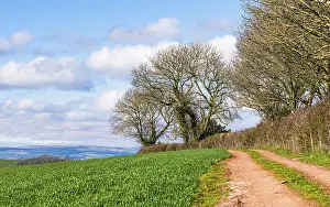Agricultural Scenery UK Stampe: Fields and Farmlands over Devon