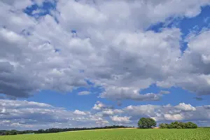 Central Europe Forest Scene Stampe: Fields, between forest and individual trees