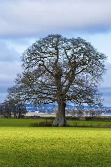 English Village Landscape Stampe: Fields, meadows and old oak tree