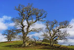 British Countryside Stampe: Fields, meadows and old oak trees