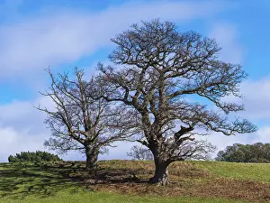 Deciduous Tree Cultivation Stampe: Fields, meadows and old oak trees