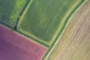Agricultural Fields UK Stampe: Fields and Meadows over Torbay from a drone