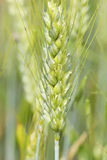 Empty Farm Field Stampe: Fields with ripe rye