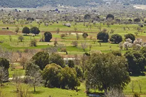 Southeast Europe Landscapes Stampe: Fields, trees, green meadows, spring