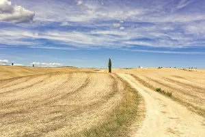 European Countryside Scenes Stampe: Fields in Tuscany