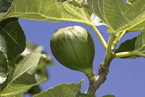 Fig Tree Stampe: Fig on a fig tree