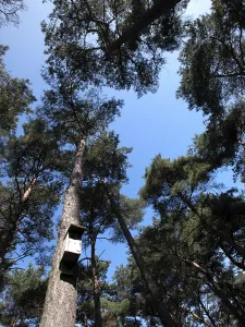 Germany Nature Scene Stampe: Fir tree