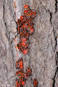 True Bug Insect Stampe: Fire bugs
