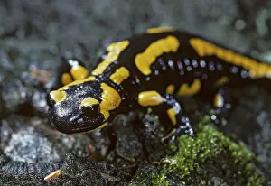Salamandra Salamandra Stampe: Fire salamanders, fire salamanders