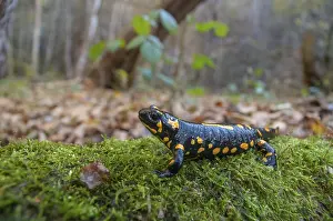 Salamandra Salamandra Stampe: Fire salamanders, fire salamanders