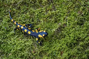 Wildlife Animal Pictures Stampe: Fire salamanders, fire salamanders