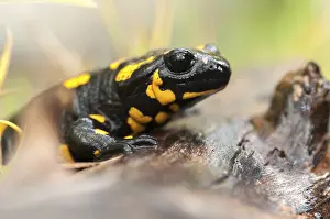 Wildlife Photography Animals Stampe: Fire salamanders, fire salamanders