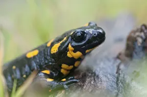 Stampe di Salamandre di fuoco, salamandre di fuoco, salamandra salamandra, anfibi, anfibi, caudata, anfibi, coda degli anfibi Immagini Correlate Stampe: Salamandre di fuoco, salamandre di fuoco.