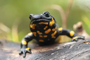 Salamandra Salamandra Stampe: Fire salamanders, fire salamanders
