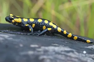Salamandra Salamandra Stampe: Fire salamanders, fire salamanders